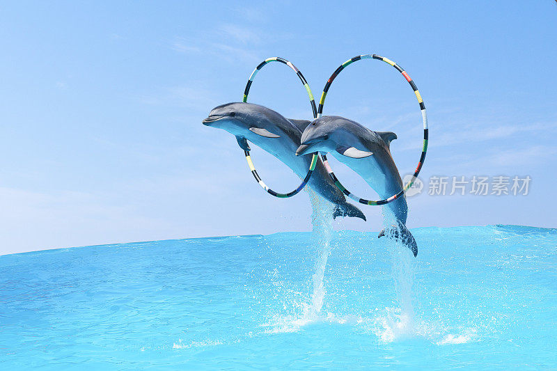 跳起来的是两只宽吻海豚。Tursiops truncatus)穿过环